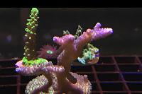 Acropora Gomezi Thumbnail