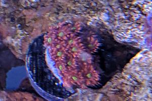 Goniastrea Brain Coral Thumbnail