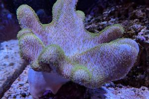 Leather Coral Colony Thumbnail