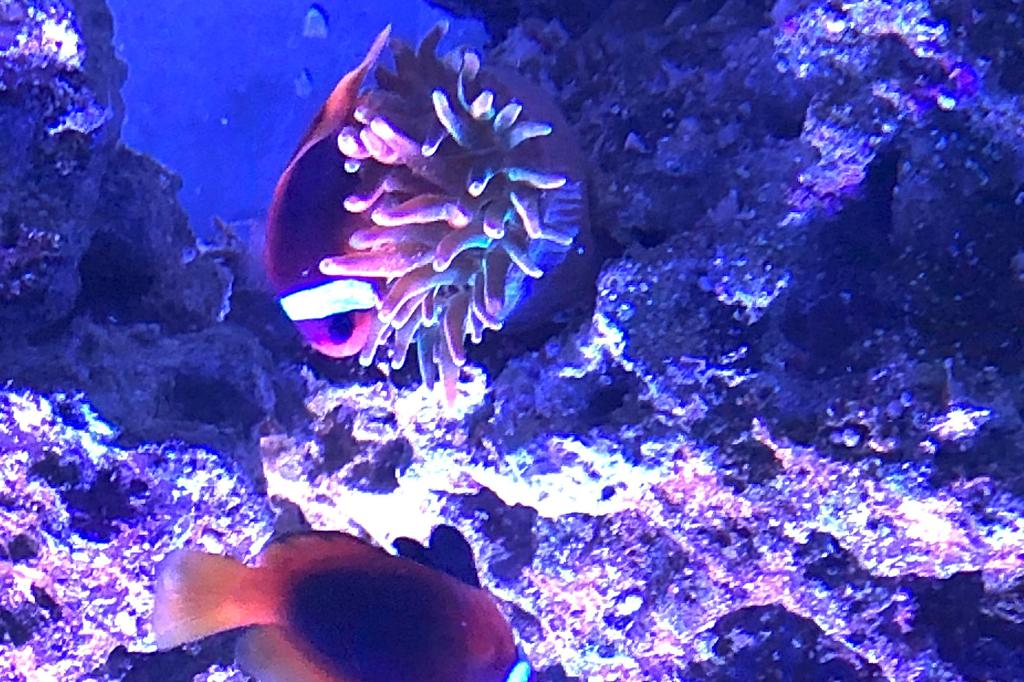 Cinnamon Clownfish / Amphiprion melanopus 58