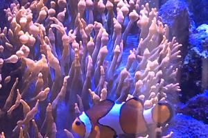 Bubble tip anemone Thumbnail