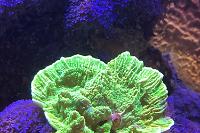 Green Montipora Thumbnail