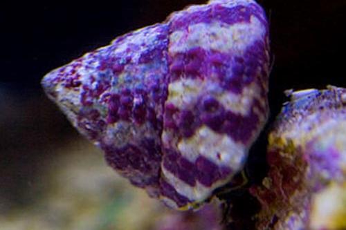 Banded Trochus Snail / Trochus sp 1986