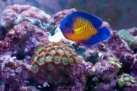 Coral Beauty Angelfish Thumbnail