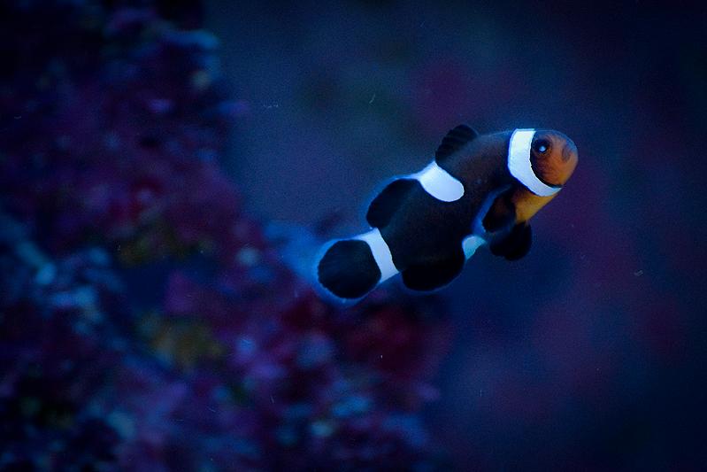 Mocha Clownfish / Amphiprion ocellaris var Mocha 260