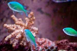 Blue/Green Reef Chromis Thumbnail