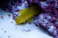 Yellow Watchman Goby Thumbnail