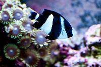 Four Stripe Damselfish Thumbnail