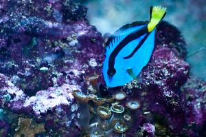 Blue Tang Thumbnail