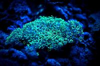 Green Star Polyp Thumbnail