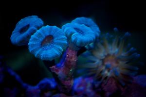 Candy Cane Coral Thumbnail