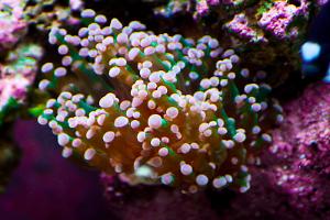 Frogspawn Coral - Purple Tip Thumbnail