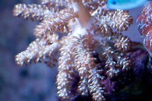 Kenya Tree Coral Thumbnail