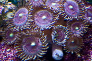 Blushing Bride Zoanthids Thumbnail