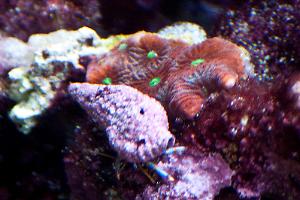 Tyree War Coral Thumbnail