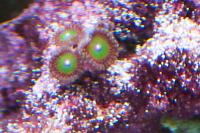 Candy Apple Red Zoanthids Thumbnail