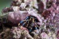 Blue Legged Hermit Crab Thumbnail