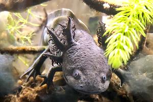 40 Breeder Axolotl  Thumbnail