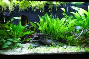 My Aquarium on Feb 10, 2019