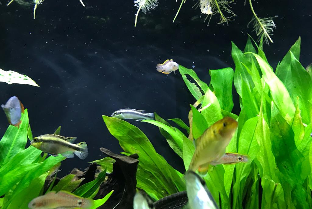 My Aquarium on Feb 10, 2019