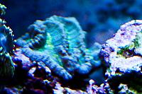 Brain Coral Favites Thumbnail