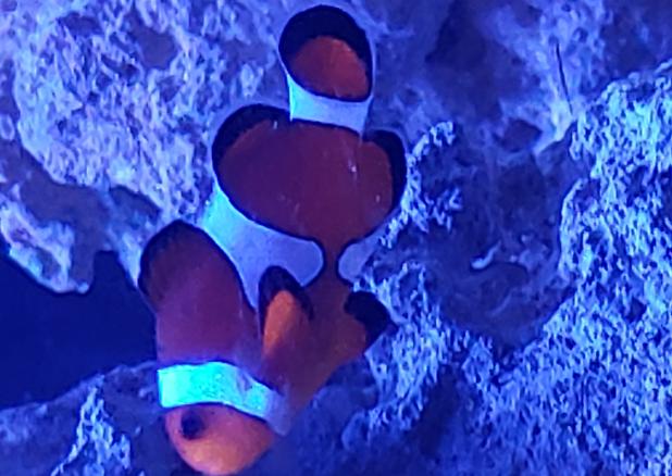 orange clownfish