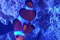 Orange Clownfish Thumbnail