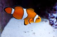 Ocellaris Clownfish Thumbnail