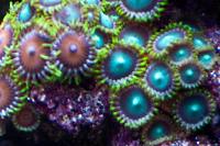 Radioactive Dragon Eye (Zoanthid) Thumbnail