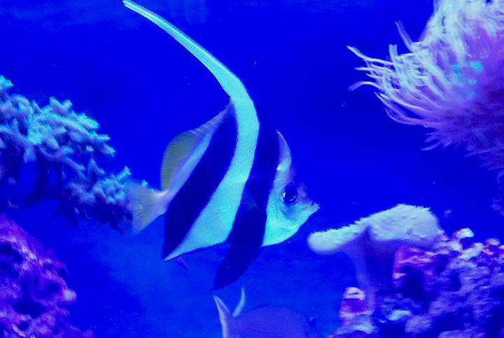 Schooling Bannerfish