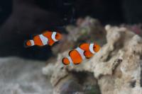 Ocellaris Clownfish Thumbnail