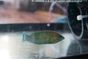 Hoeven's Wrasse Thumbnail