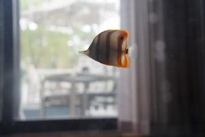 Copperband Butterflyfish Thumbnail