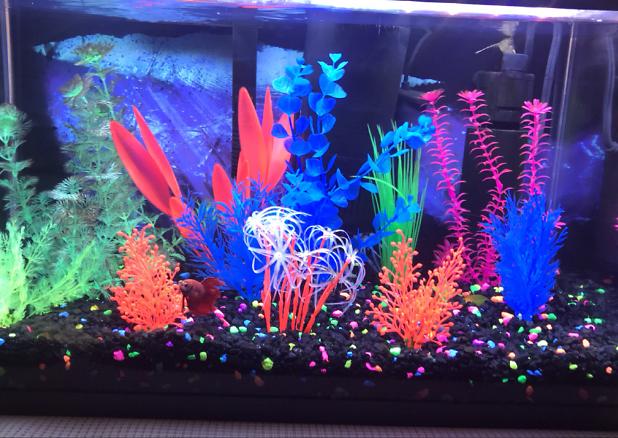 10 gallon on Feb 12, 2019