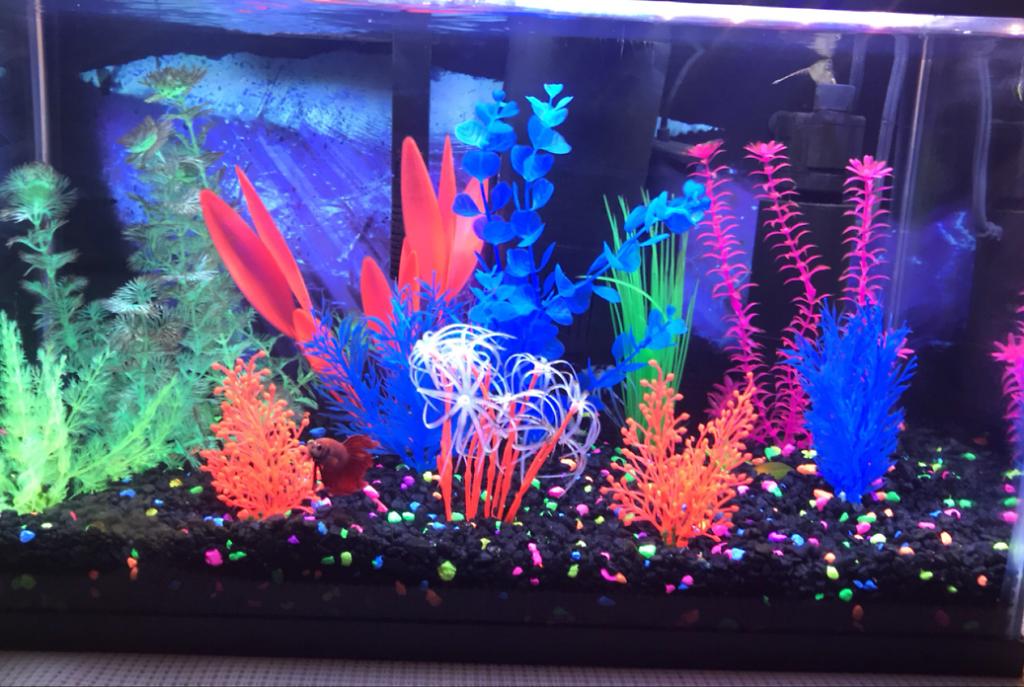 10 gallon on Feb 12, 2019