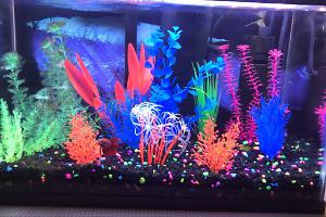 10 gallon on Feb 12, 2019