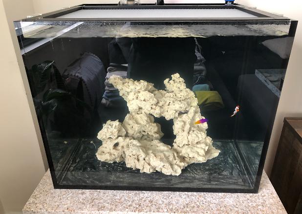 Mikey’s Reef Tank on Feb 13, 2019