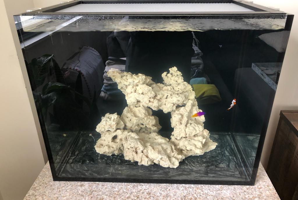 Mikey’s Reef Tank on Feb 13, 2019