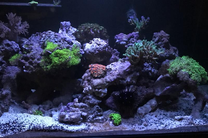 65 gallon planet aquarium Thumbnail