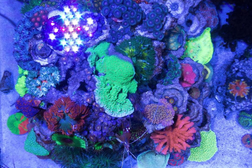 Rainbow Reef on February 18, 2019