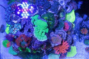 Rainbow Reef Thumbnail