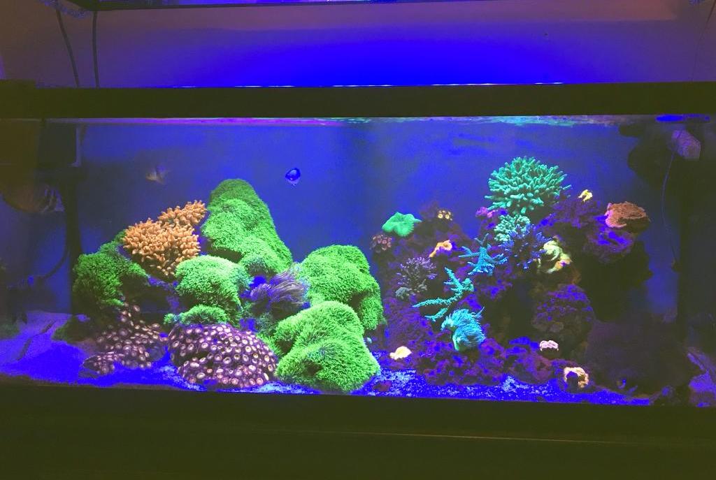 My Reef on Feb 18, 2019