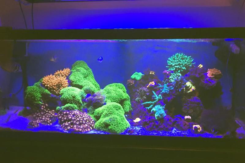 My Reef Thumbnail