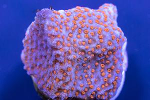 Superman Montipora