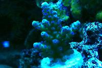 Blueberry Limeade Acropora Thumbnail