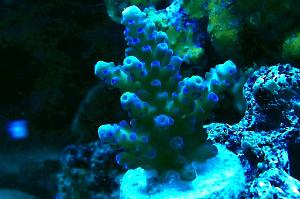 Blueberry Limeade Acropora