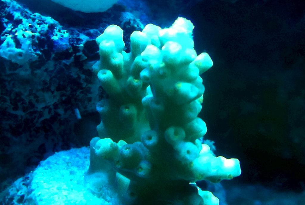 Tricolor Acropora Plana