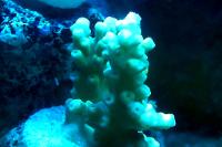 Tricolor Acropora Plana Thumbnail