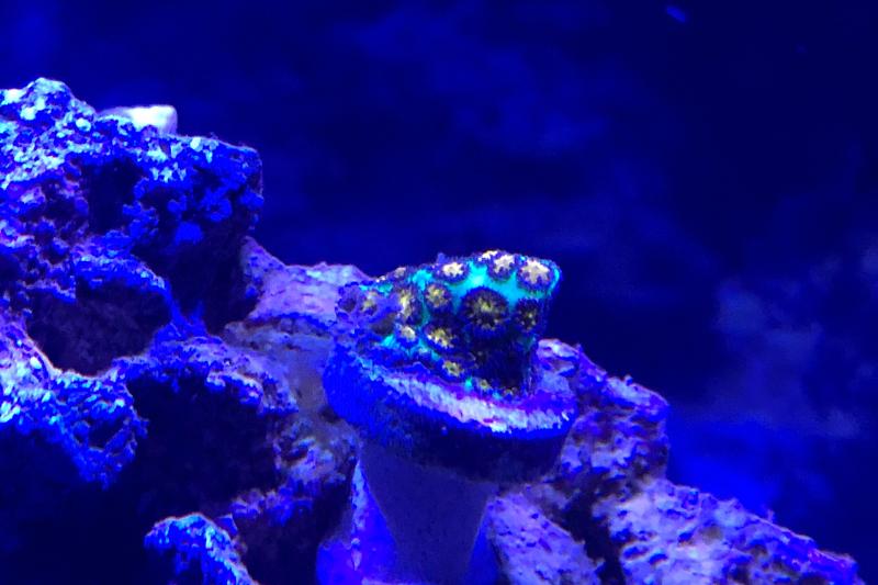 Reef Thumbnail