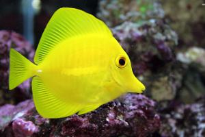 Yellow Tang